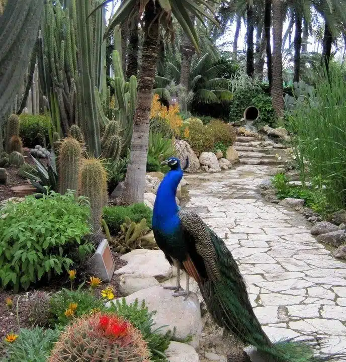 A peacock in the Palm Forest of Elche!