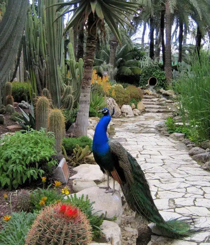 A peacock in the Palm Forest of Elche!