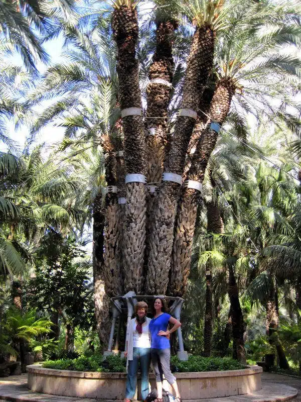 It's an octopus palm tree!