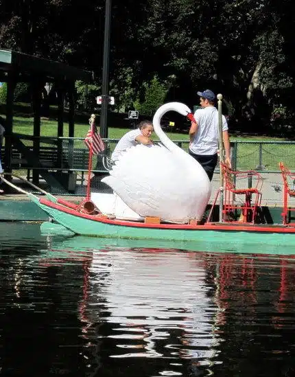 Boston swan boats
