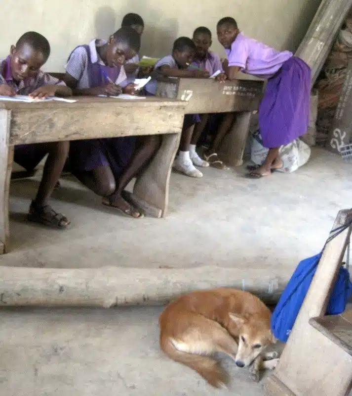 A dog kept us company in the classroom in Ghana.