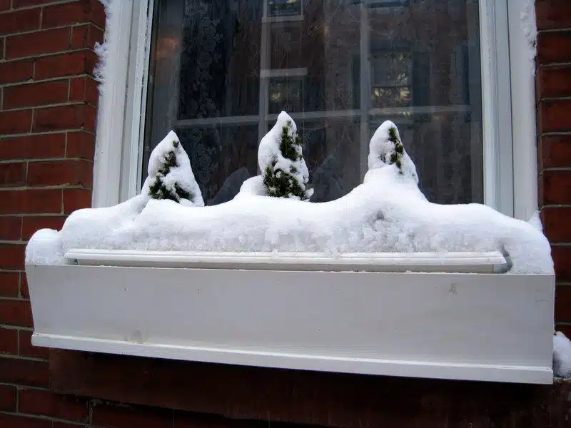 Cute snow-capped triad!