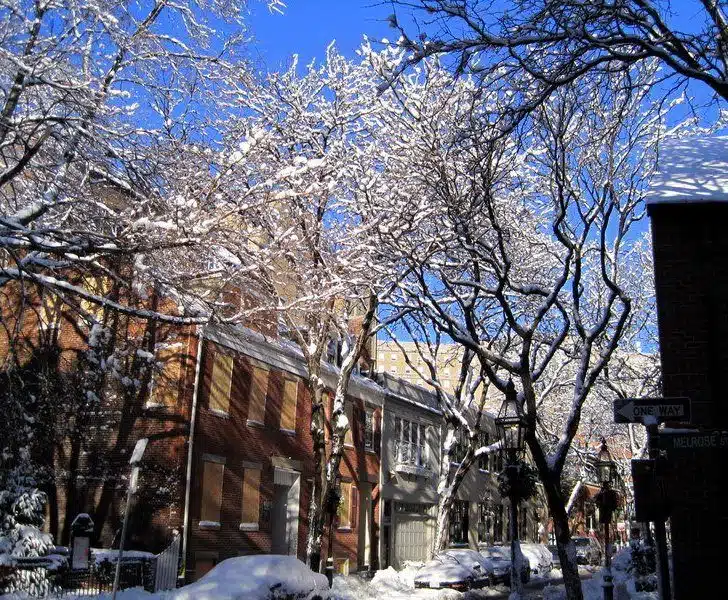 Icy trees in Boston!