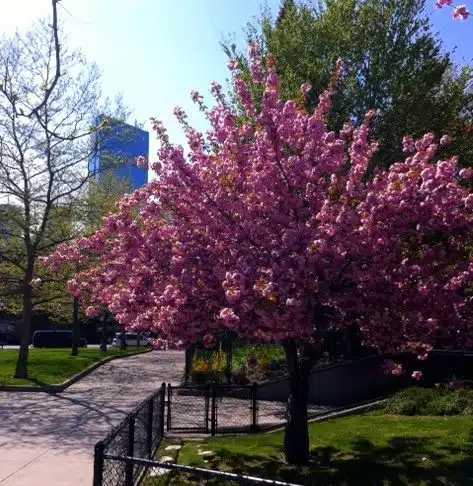 Spring flowers poof in front of Boston's Hancock Building!