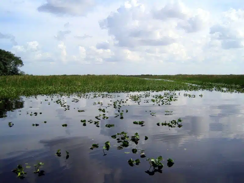The Everglades: Alligator-filled, gorgeous "River of Grass"