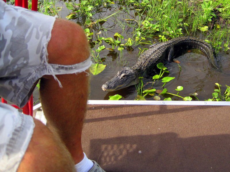 Alligators on Everglades Airboat Tours: National Park Fun in Florida
