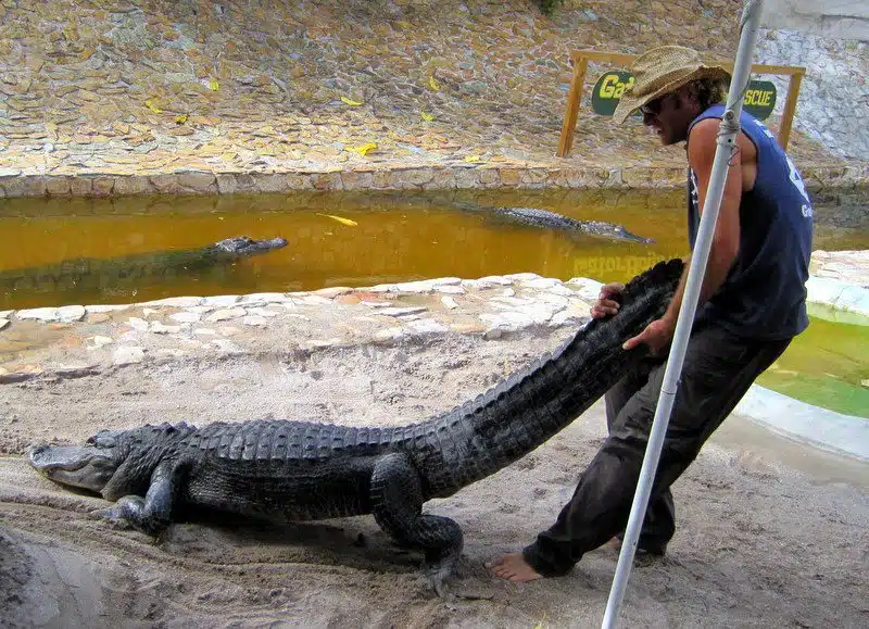 How to move an alligator, should you need to know.