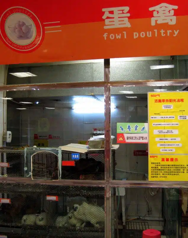 Live chickens, next to the non-live feet!