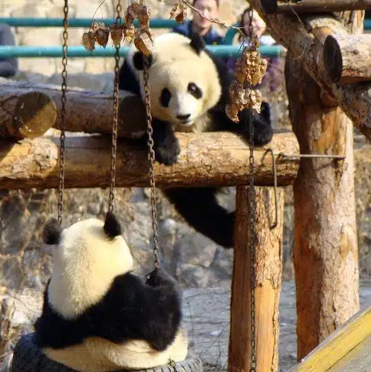 Adorable pandas at the Beijing Zoo!