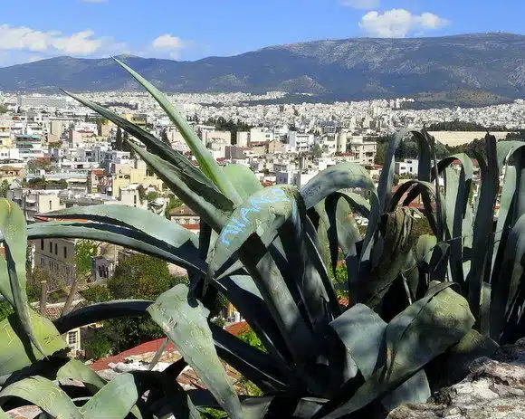 We even saw graffiti ON THE PLANTS going up the Acropolis in Athens!