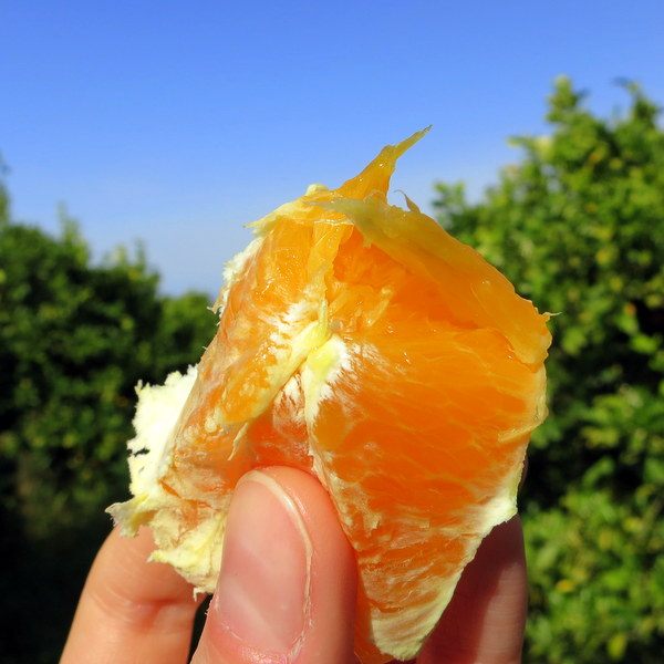 Close-up of the freshest orange that's ever squirted on my tongue.