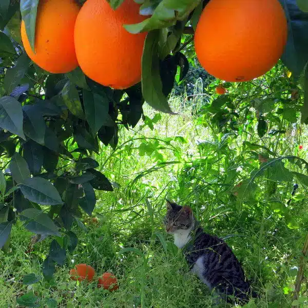 Look at the fierce cat lurking under the heavy fruit trees.