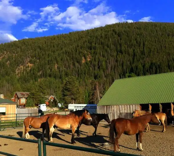 Yesterday: Colorado horses and TBEX. Tomorrow: back to Boston teaching!