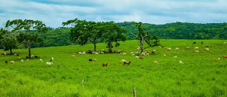 Belize landscape with cattle