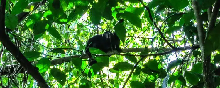 A howler monkey during Monkey River tour, Belize