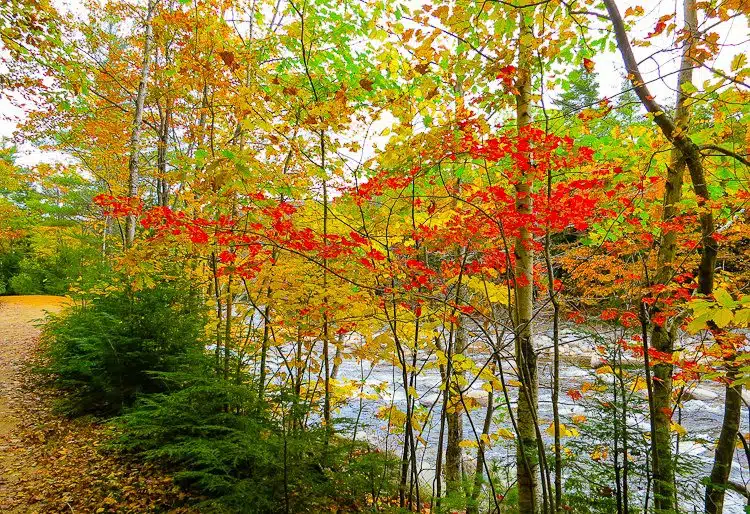 Check out the fiery red and sparkling gold of New England fall!