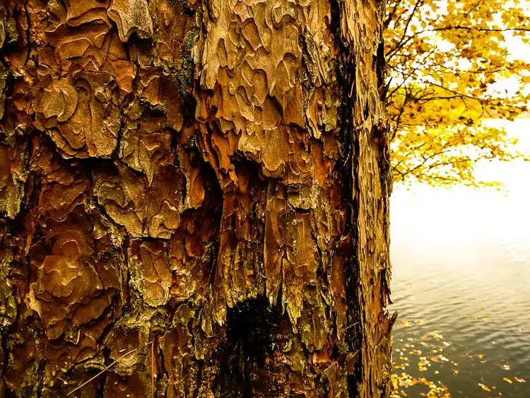Gorgeously textured bark against a lake.