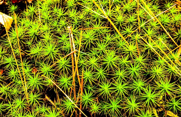 Ogling star-shaped neon green moss in the wild: another great gift.