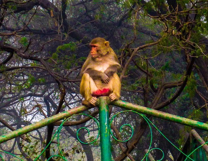One of many monkeys we saw galavanting around New Delhi.