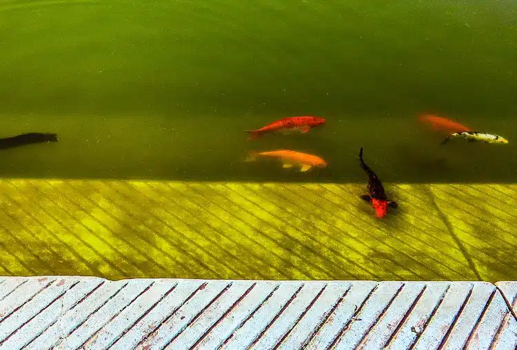 We had to check: Were the carp in the water swimming clockwise?