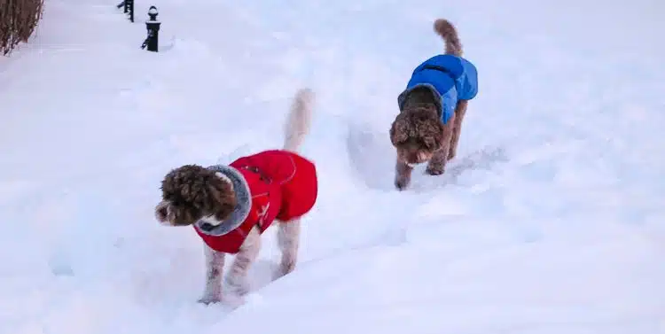 Dogs playing in snow after the blizzard snow storm