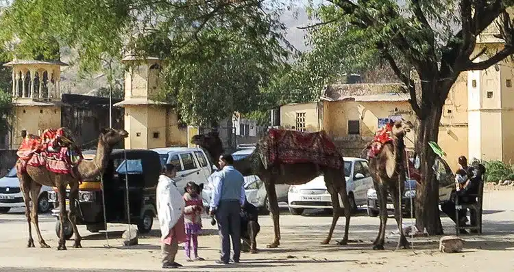 Rajasthan is CAMEL COUNTRY! 