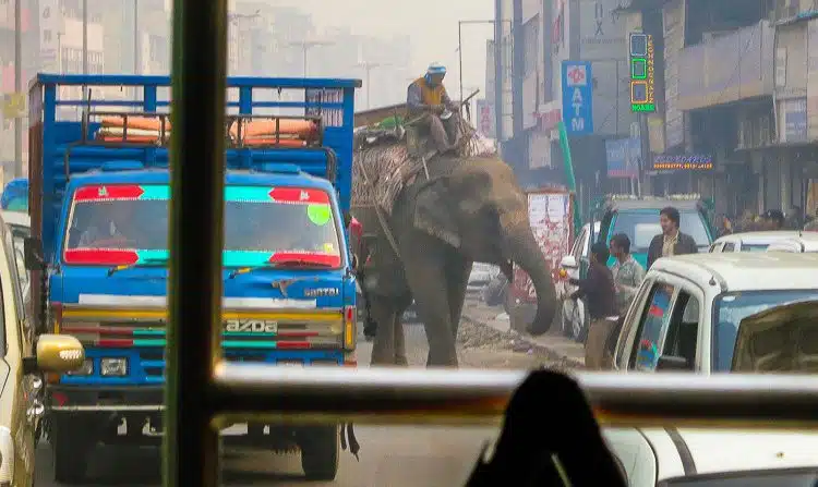 An elephant sharing the road with trucks? In India, sure!