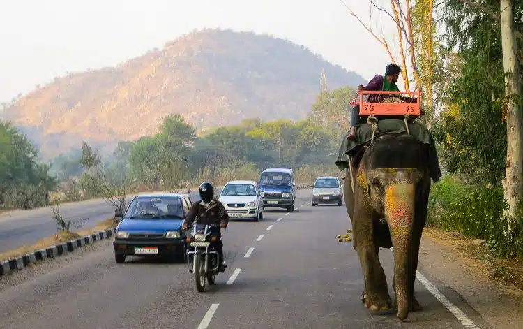 Another elephant on the highway. 