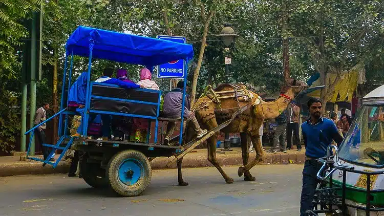 Camel taxi coming through...