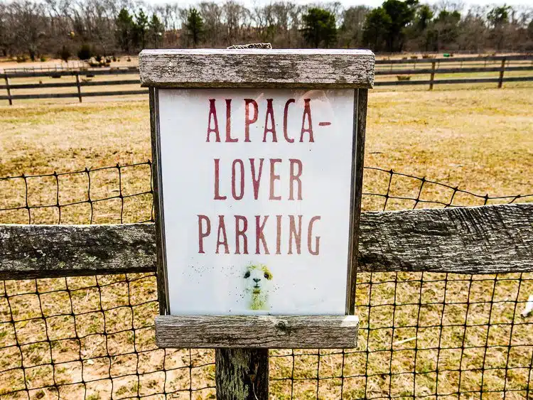 By the end of the visit, we were indeed alpaca lovers.