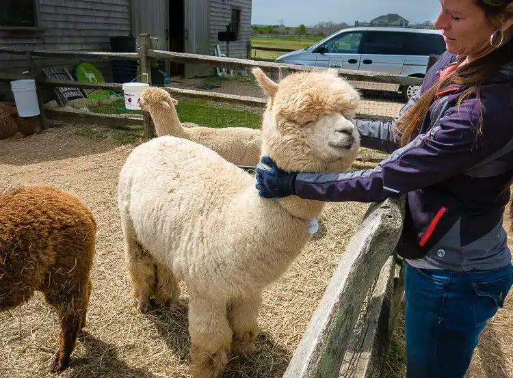The alpacas were so fluffy, and you could pet them!