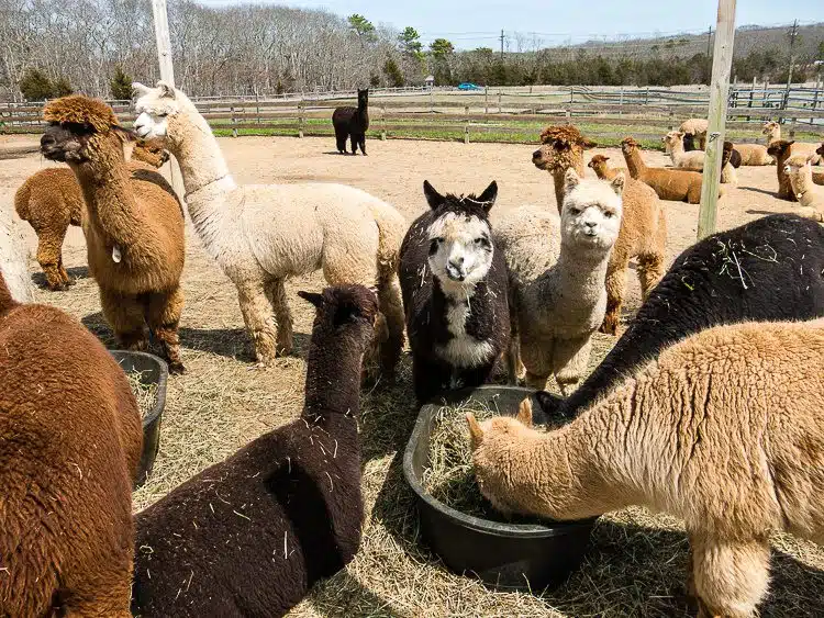 Which alpaca would you pick?