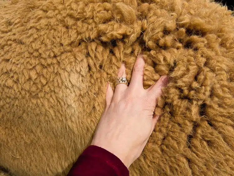 The alpaca fur was unbelievably soft.