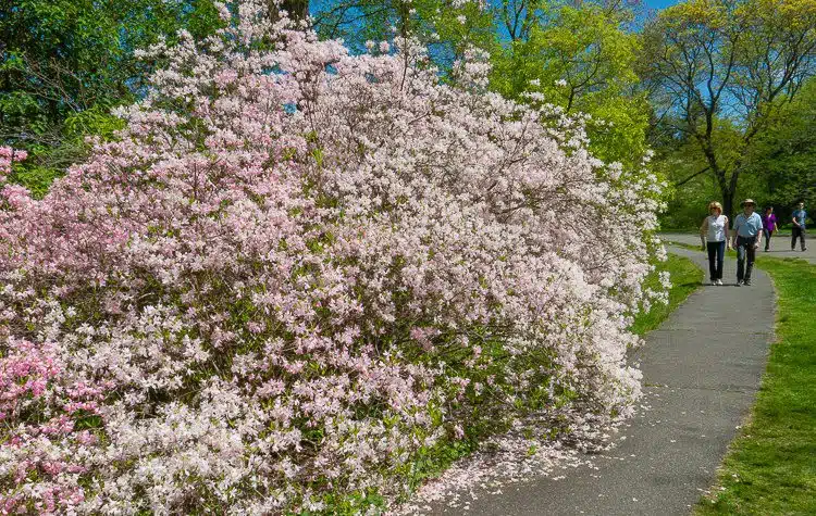 A tidal wave of pink flowers, rushing towards that couple!