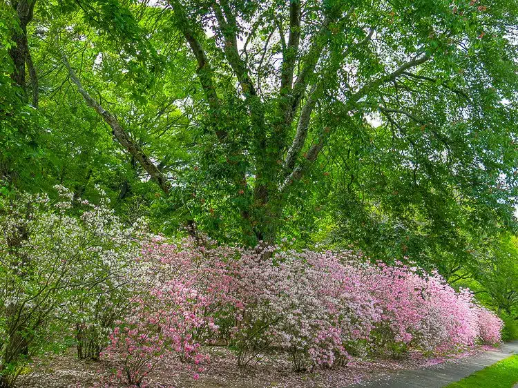 Explosions of pink flowers beneath each tree.