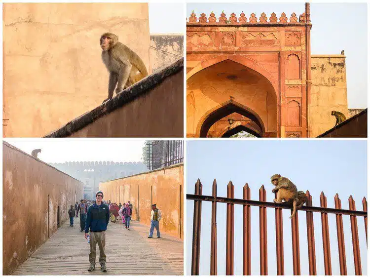 Monkeys were everywhere in the first section of Agra Fort!