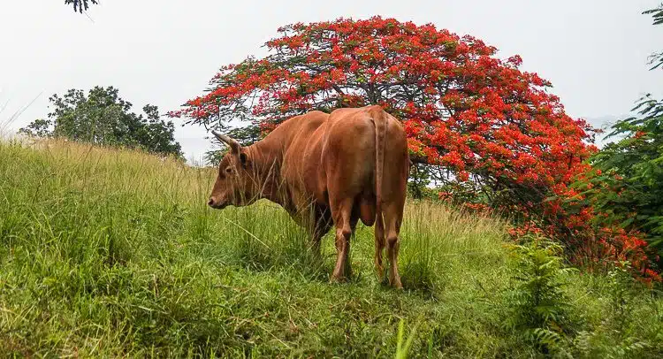Two sights common in Puerto Rico: The red "Flamboyan" tree and cows.