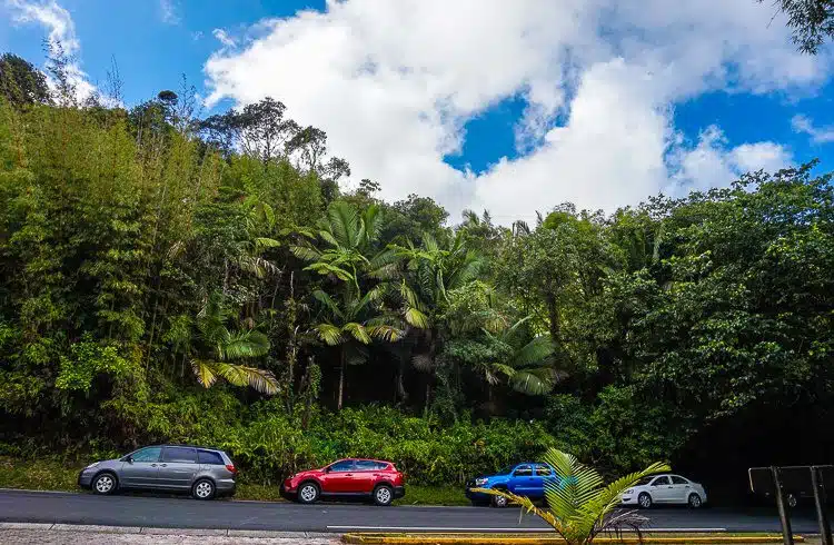 El Yunque rainforest is super accessible by car.