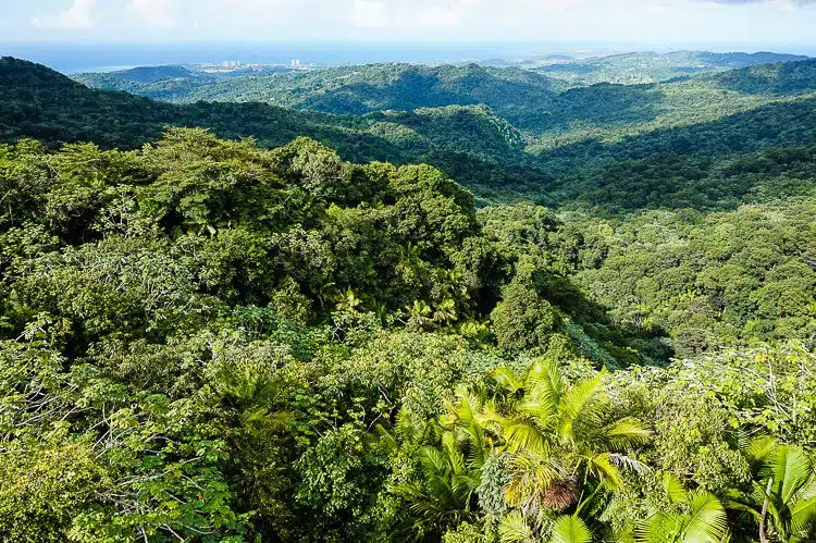 The view from the top of the tower: El Yunque rainforest stretches on and on. Can you see the sea far beyond? 