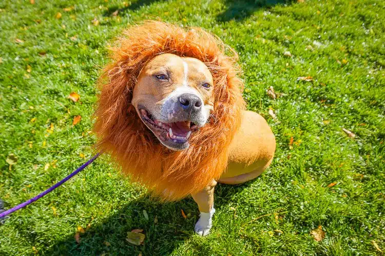 Lion dog. Its owners were dressed as circus trainers!