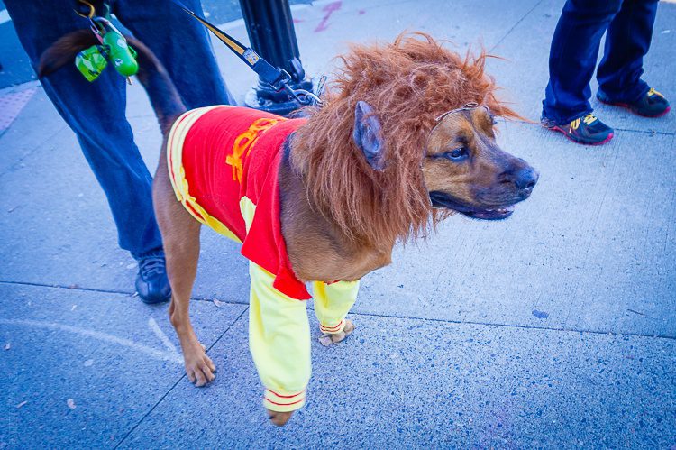 This pup's jacket says, "Teen Wolf."