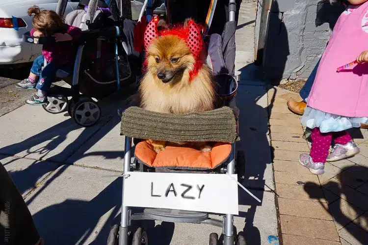 Dog as Lazy Devil. Hilarious.