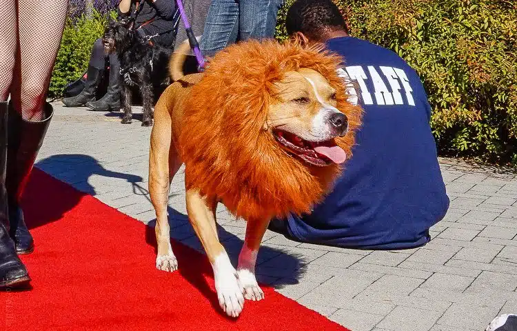 Lion dog, strutting on the red carpet.