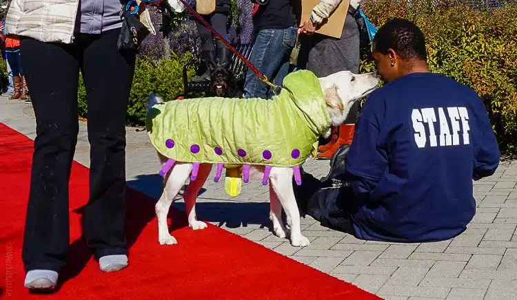 Caterpillar dog, trying to bribe a fashion show staff member.