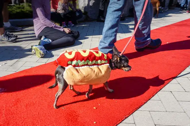 Hot dog looking hot on the red carpet.