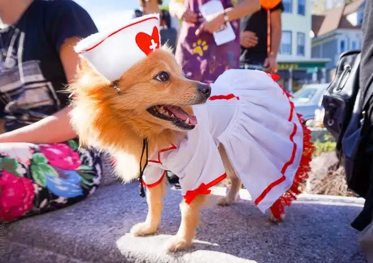Dog in nurse costume! Amazing!