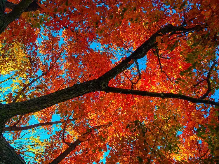 A red explosion of autumn leaves in New England!