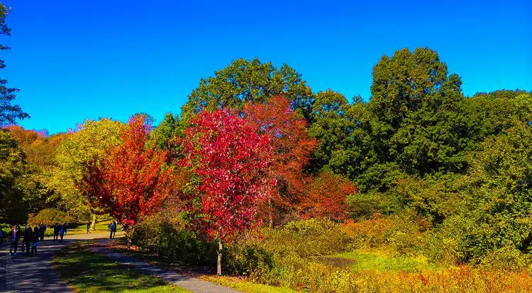 Thank you, stunning New England fall colors!