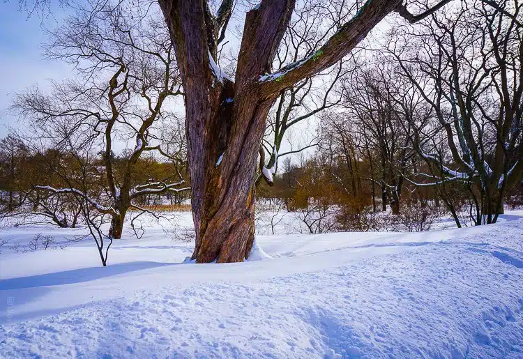 This tree is twisted, as if from the force of the snow. 