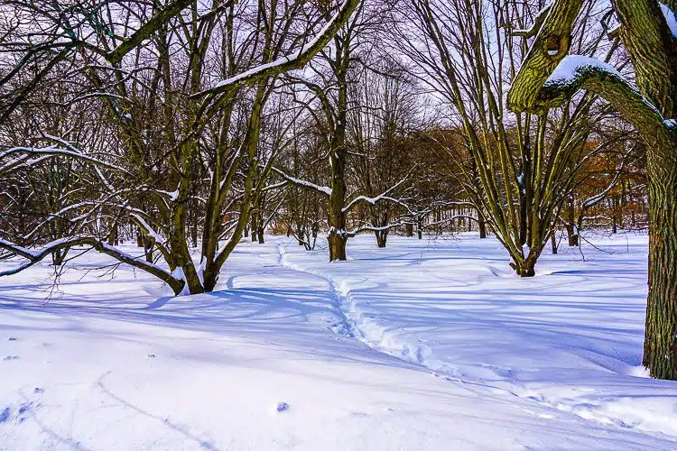 Boston's snow looking beautiful in the Arnold Arboretum. 